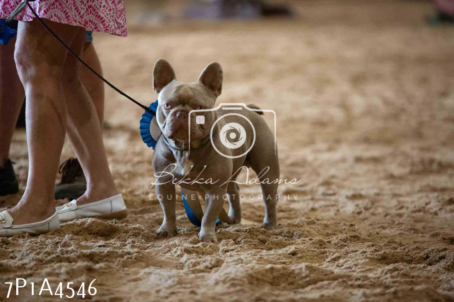 JHOYS 2023 - 9th September - Working Hunter