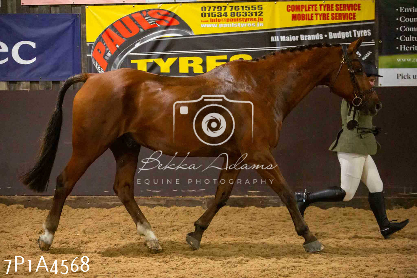 JHOYS 2023 - 9th September - Working Hunter