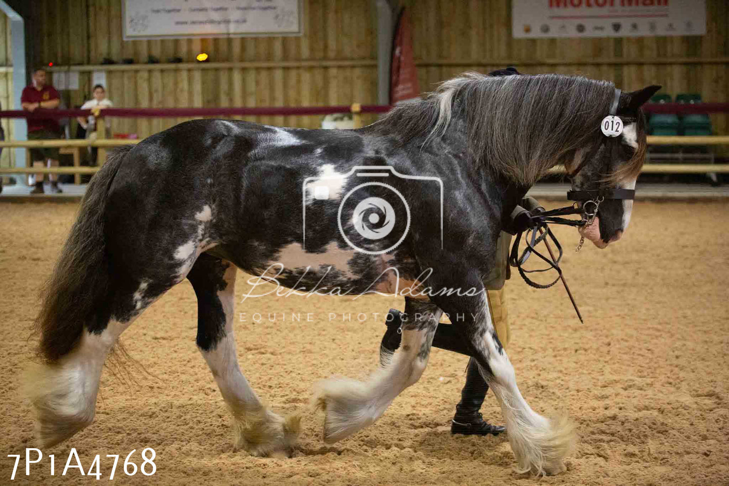 JHOYS 2023 - 10th September - Ridden Showing Pt1