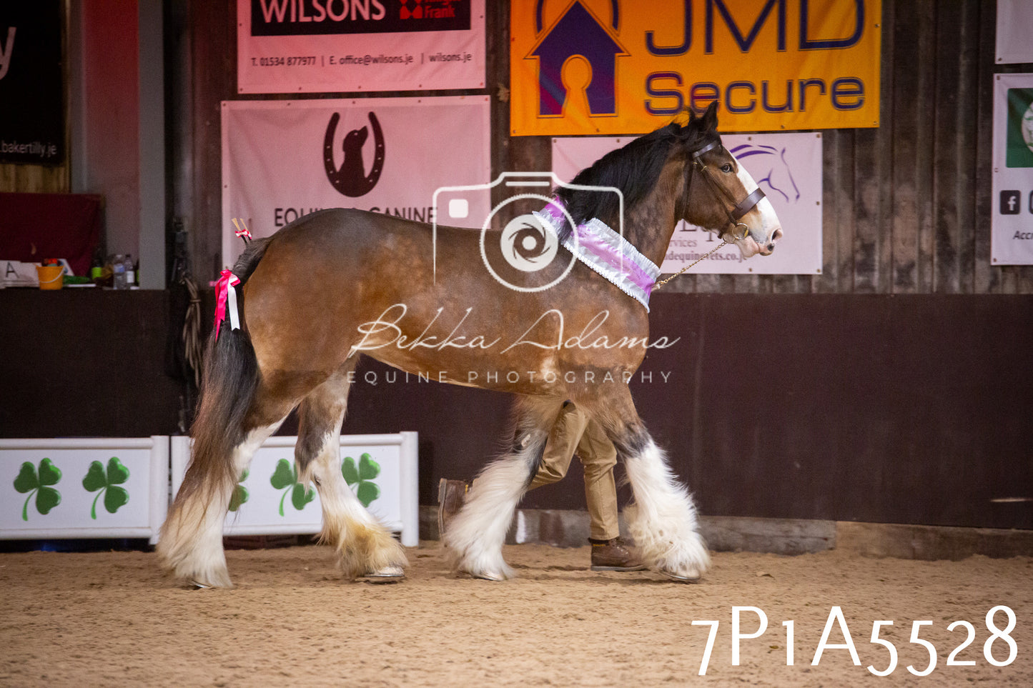 Home Farm Spring Show 2026 - In Hand