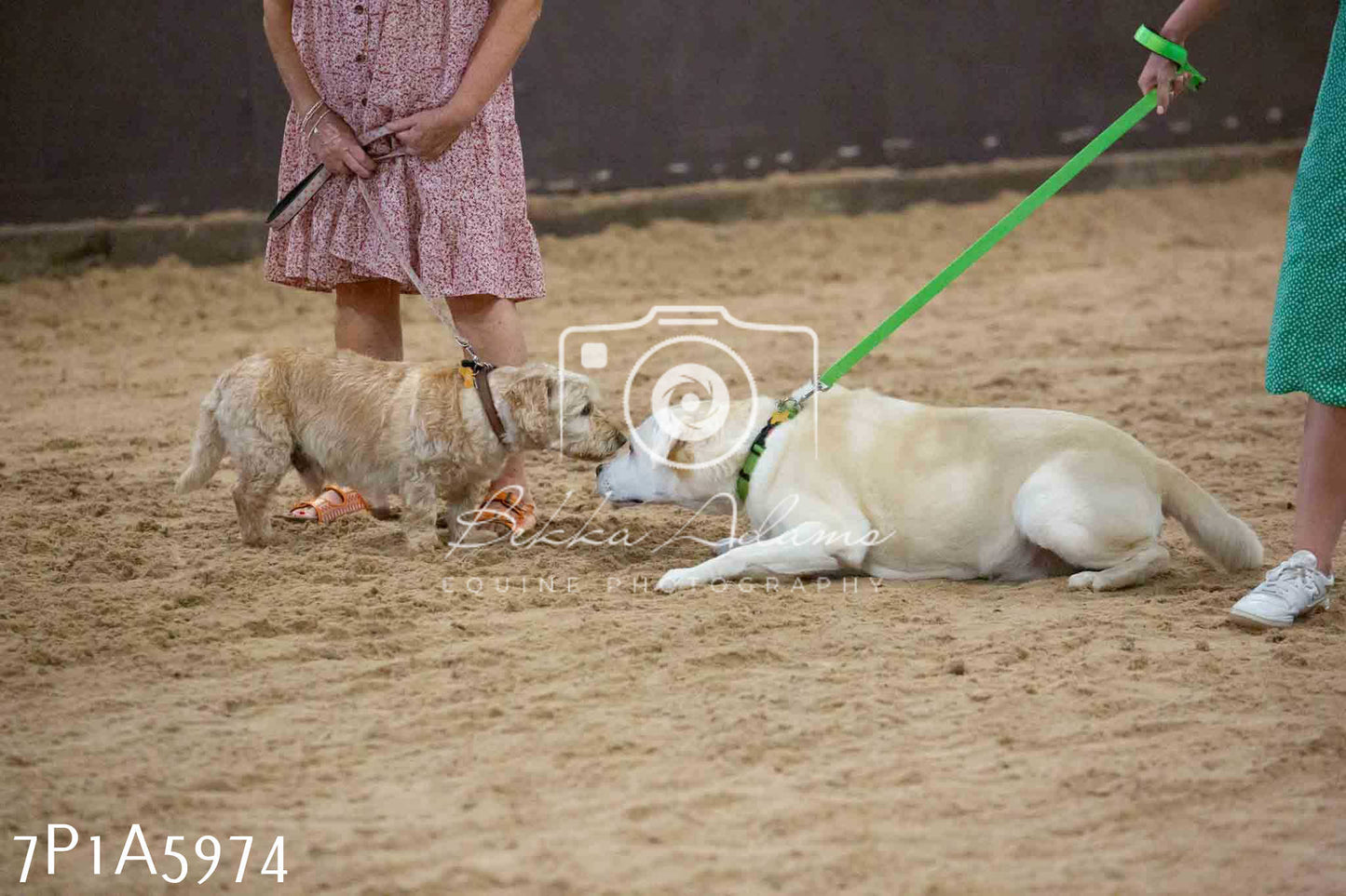 JHOYS 2023 - 11th September - Best Lorry Dog