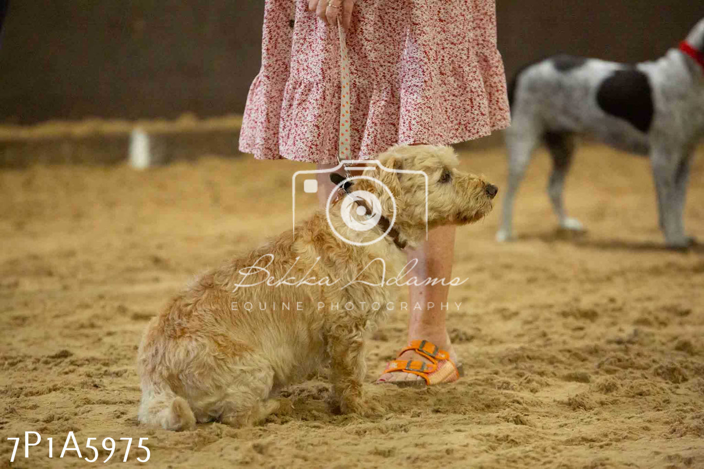 JHOYS 2023 - 11th September - Best Lorry Dog