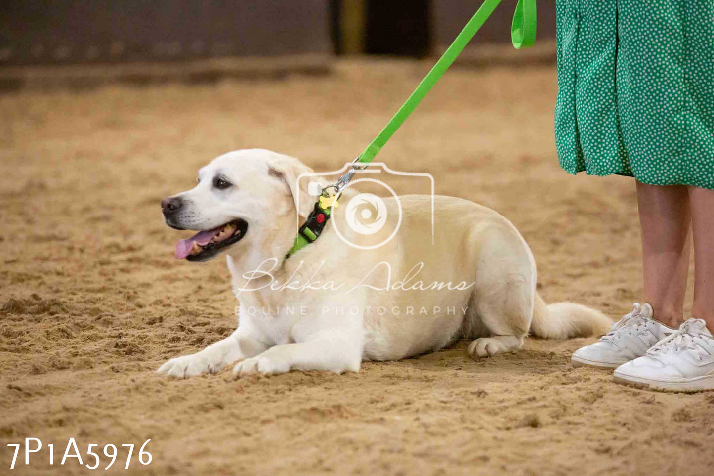 JHOYS 2023 - 11th September - Best Lorry Dog