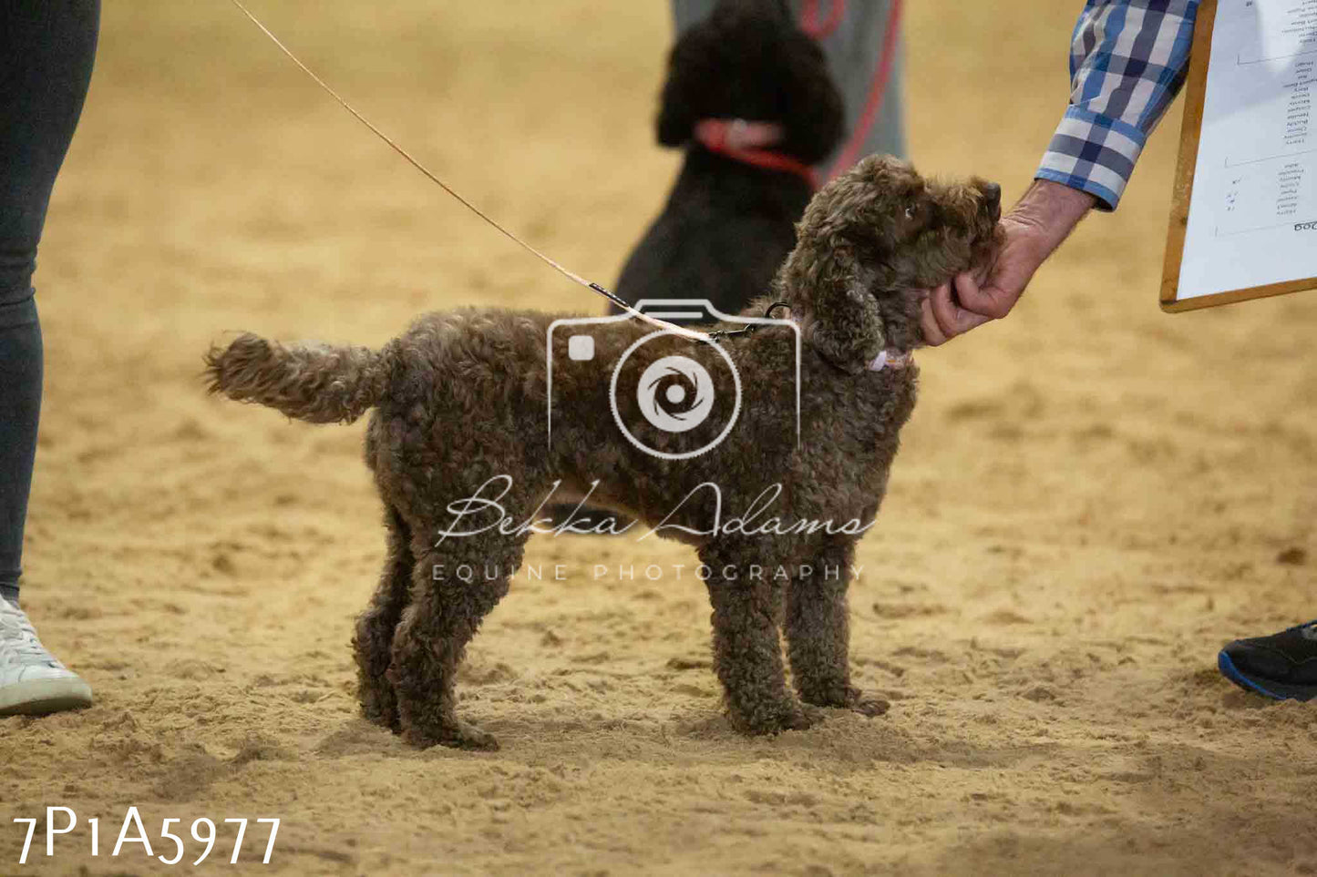 JHOYS 2023 - 11th September - Best Lorry Dog