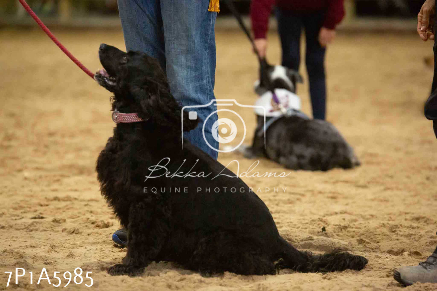 JHOYS 2023 - 11th September - Best Lorry Dog
