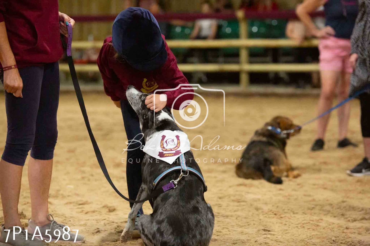 JHOYS 2023 - 11th September - Best Lorry Dog