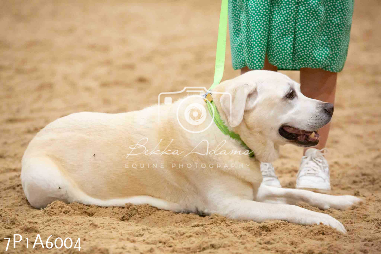 JHOYS 2023 - 11th September - Best Lorry Dog