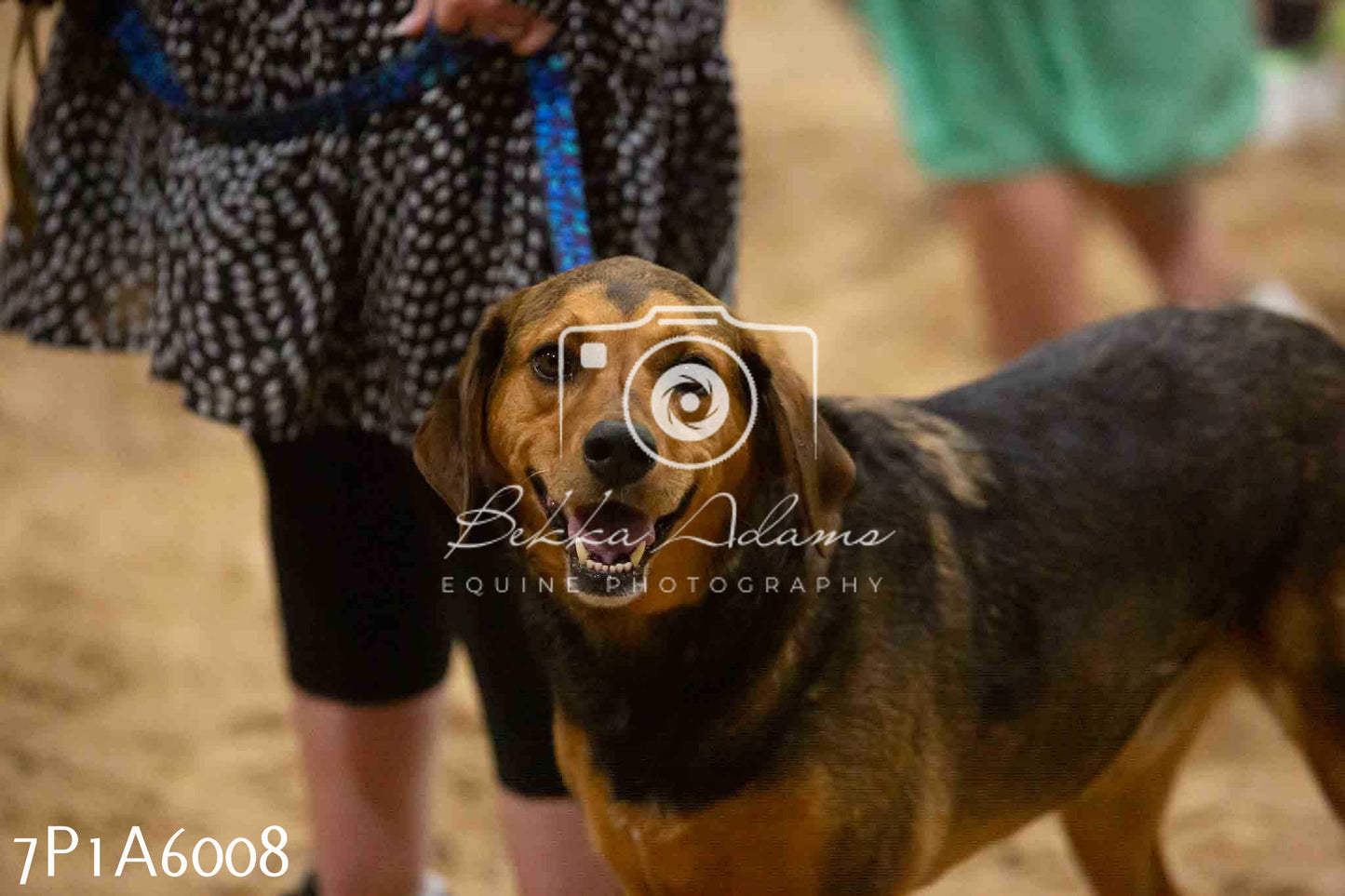 JHOYS 2023 - 11th September - Best Lorry Dog