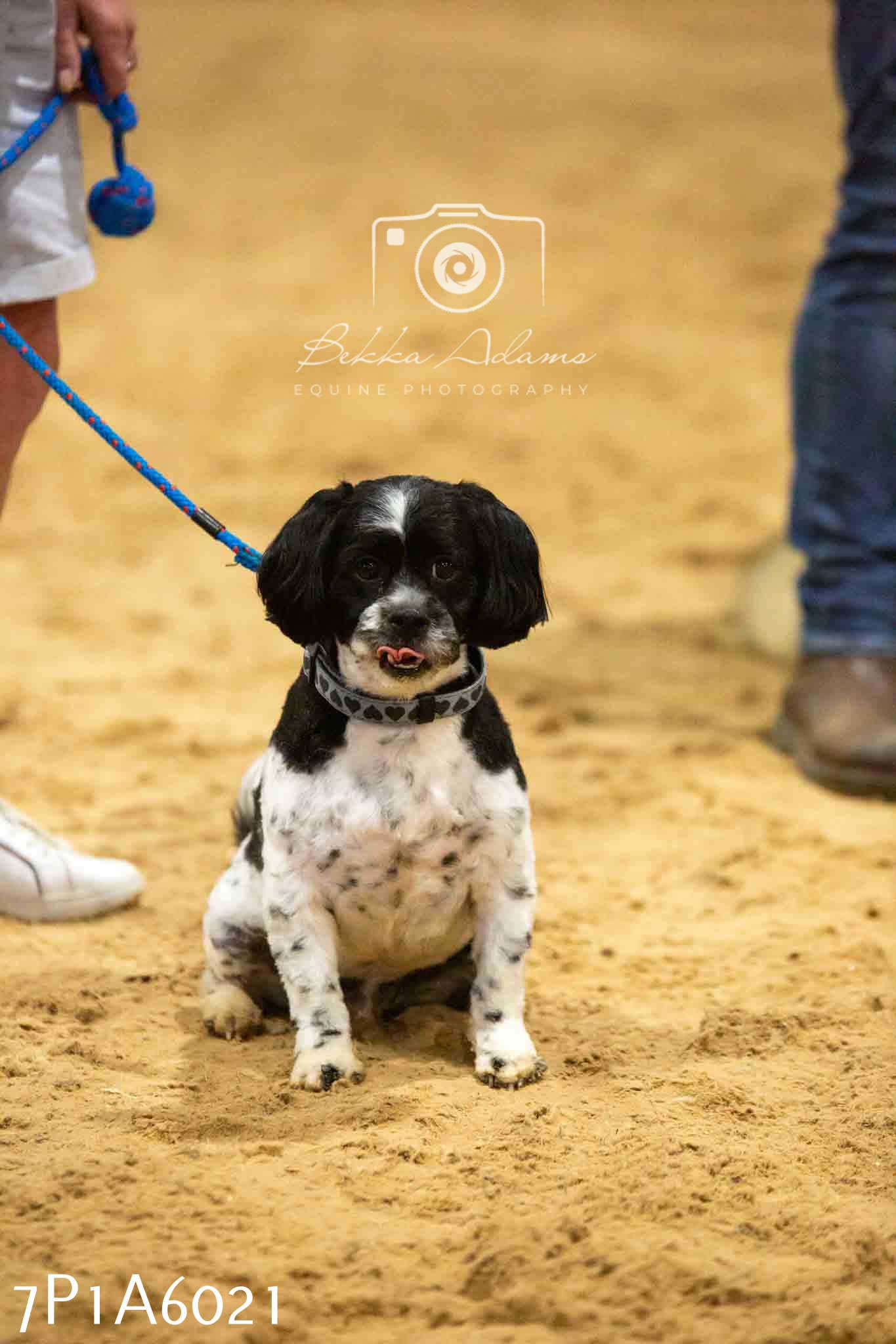 JHOYS 2023 - 11th September - Best Lorry Dog