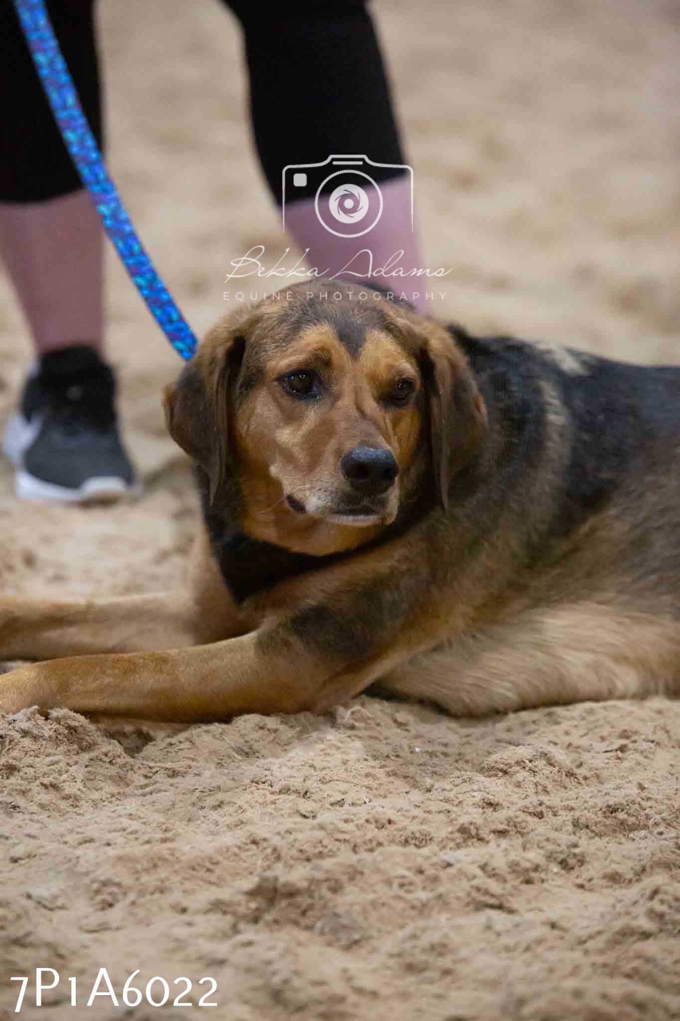 JHOYS 2023 - 11th September - Best Lorry Dog