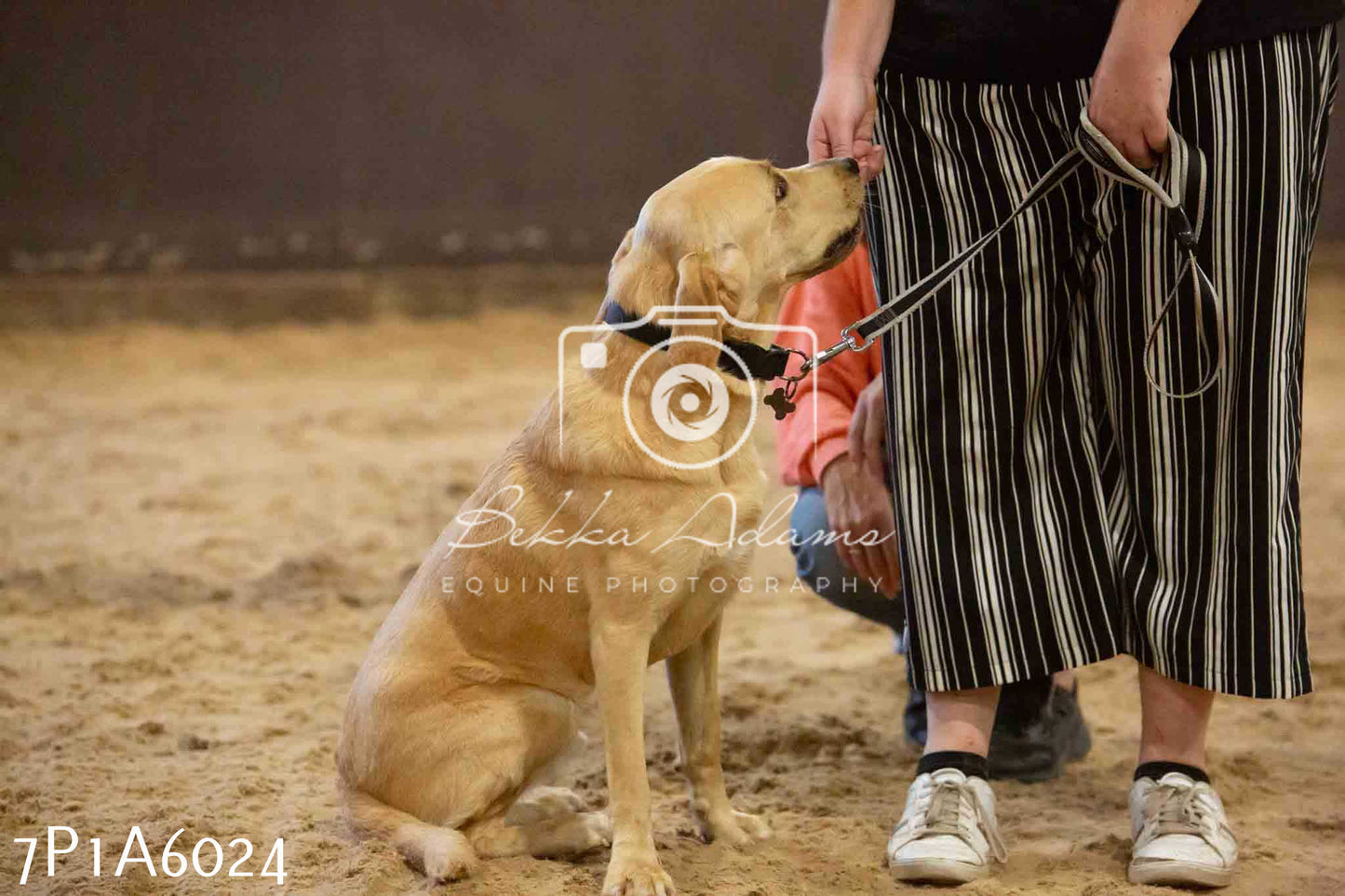 JHOYS 2023 - 11th September - Best Lorry Dog
