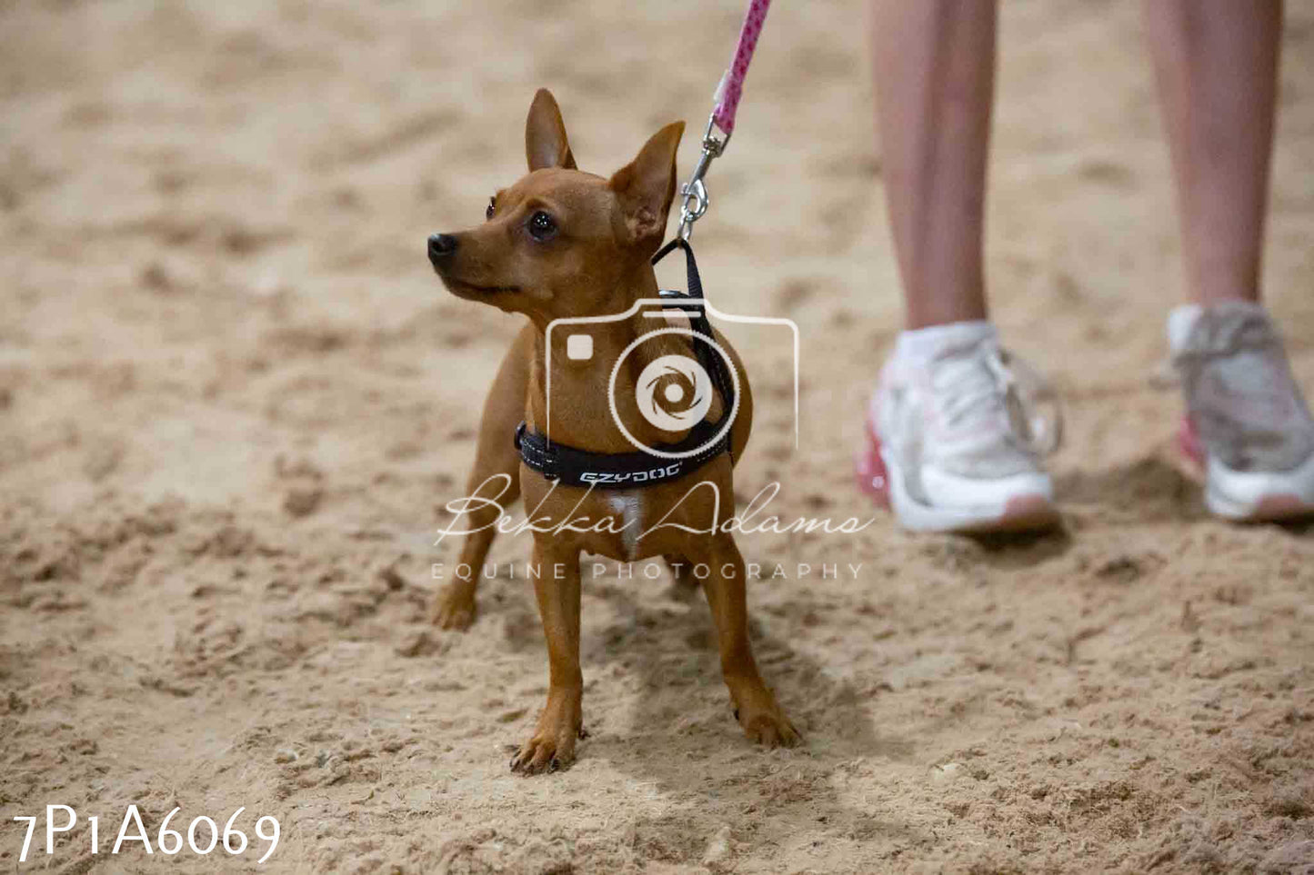 JHOYS 2023 - 11th September - Best Lorry Dog