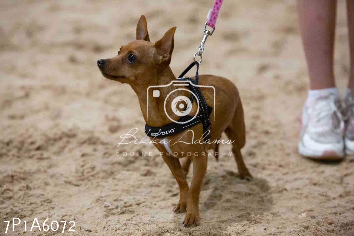 JHOYS 2023 - 11th September - Best Lorry Dog