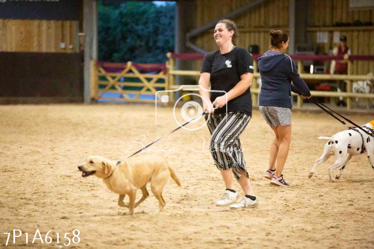 JHOYS 2023 - 11th September - Best Lorry Dog