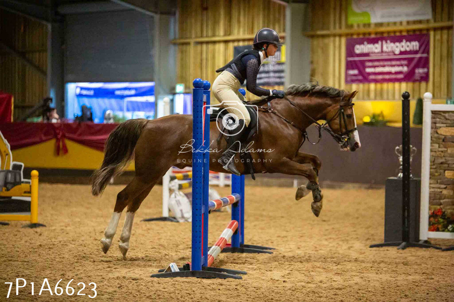 JHOYS 2023 - 15th September - Show Jumping
