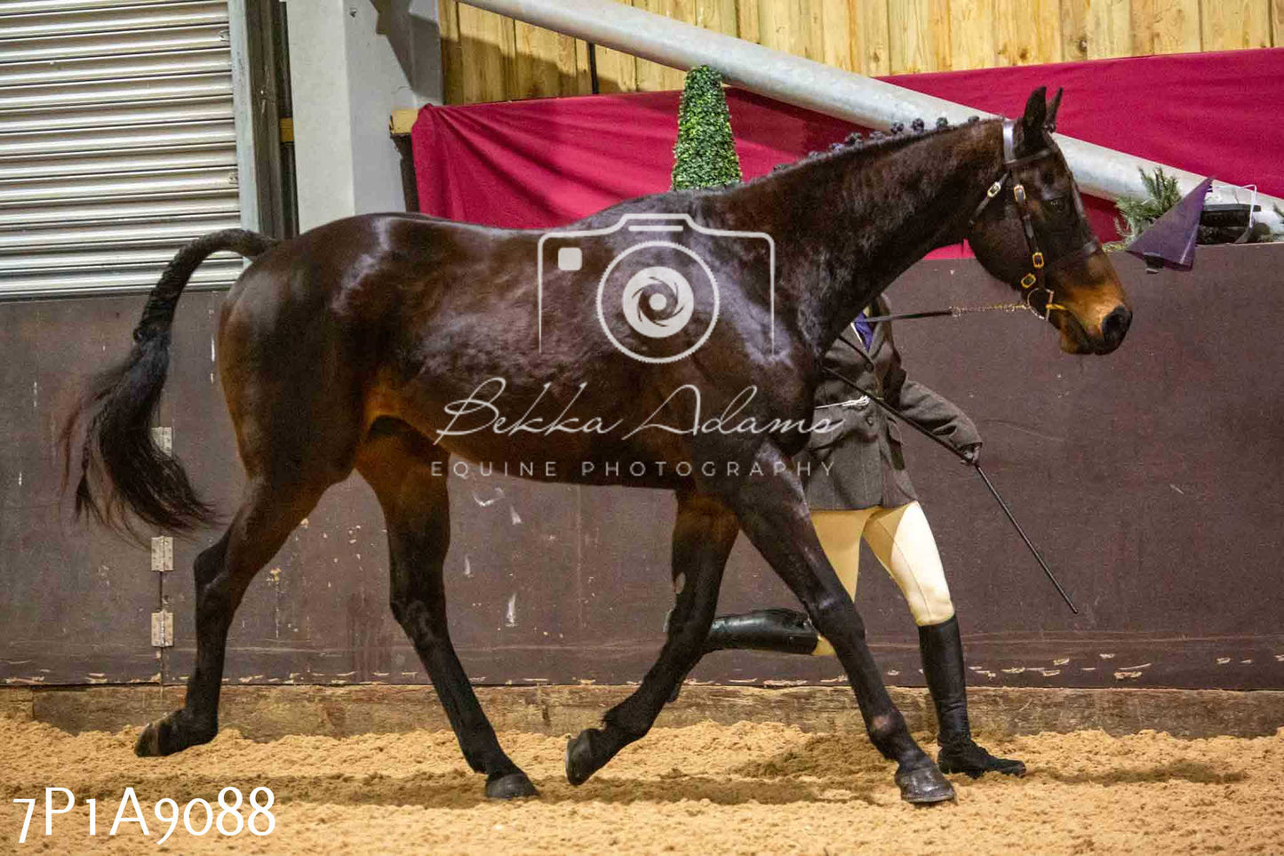 Home Farm Spring Show - Inhand Showing 23rd March 2024 - Part 1