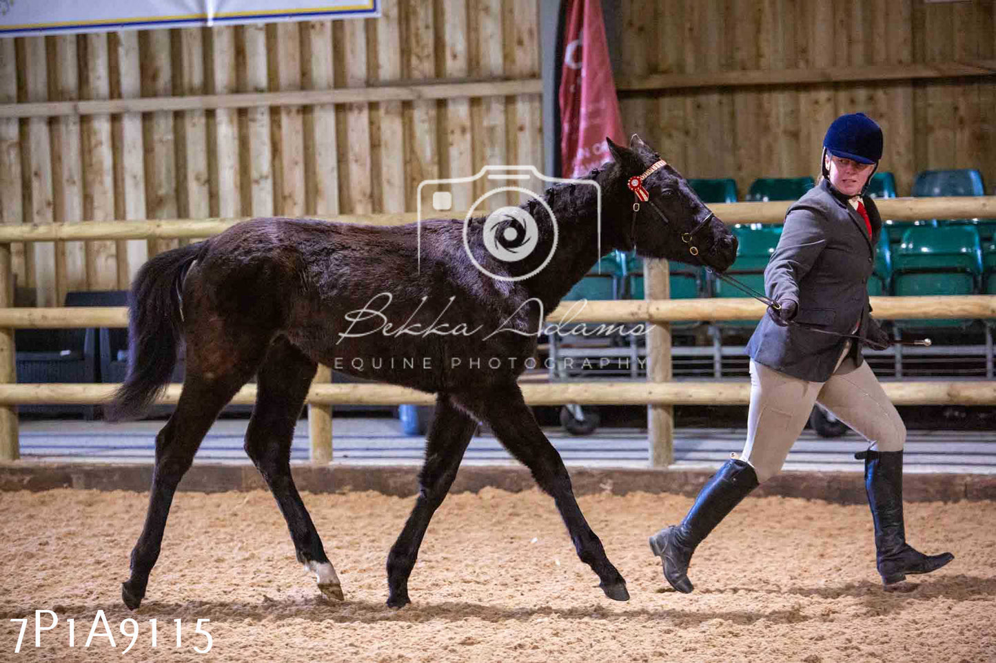 Home Farm Spring Show - Inhand Showing 23rd March 2024 - Part 1