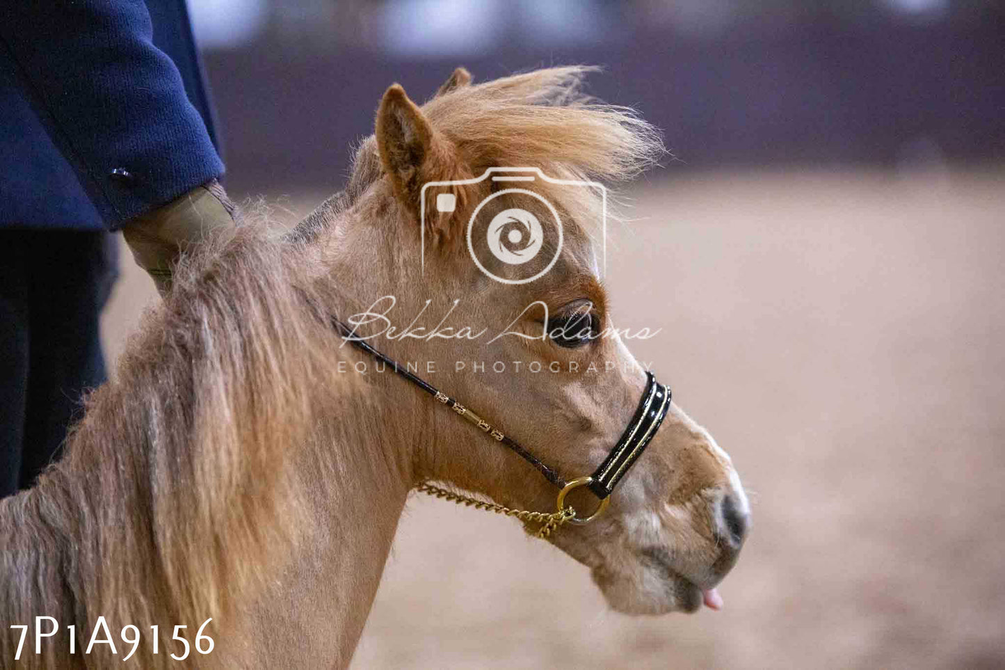 Home Farm Spring Show - Inhand Showing 23rd March 2024 - Part 1