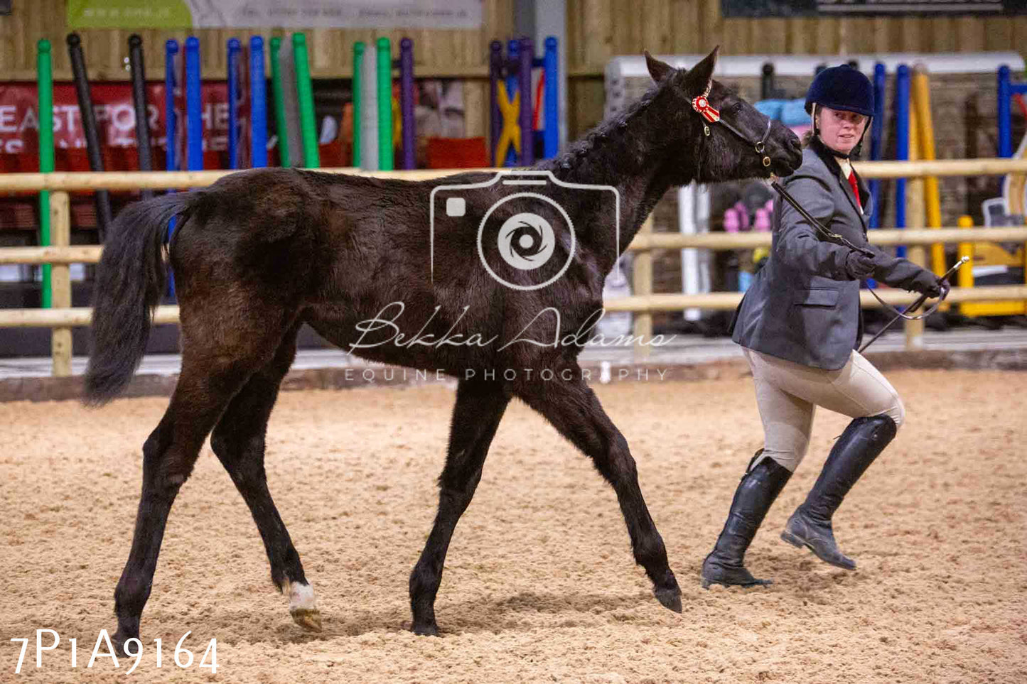 Home Farm Spring Show - Inhand Showing 23rd March 2024 - Part 1