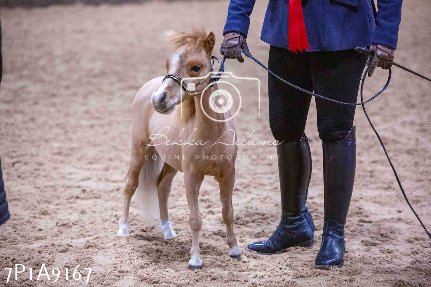 Home Farm Spring Show - Inhand Showing 23rd March 2024 - Part 1