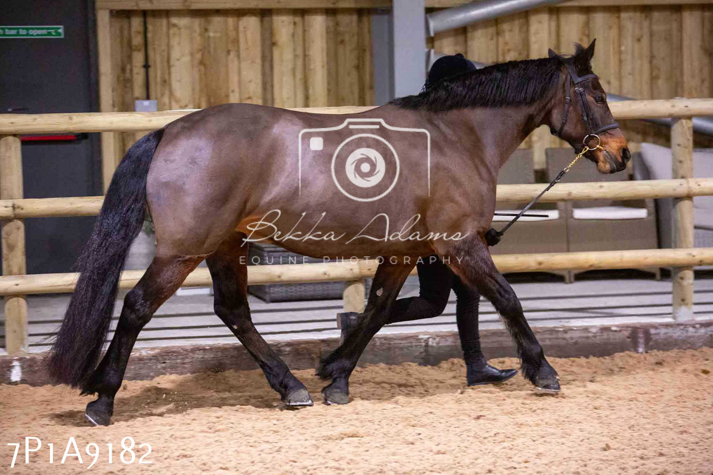 Home Farm Spring Show - Inhand Showing 23rd March 2024 - Part 1
