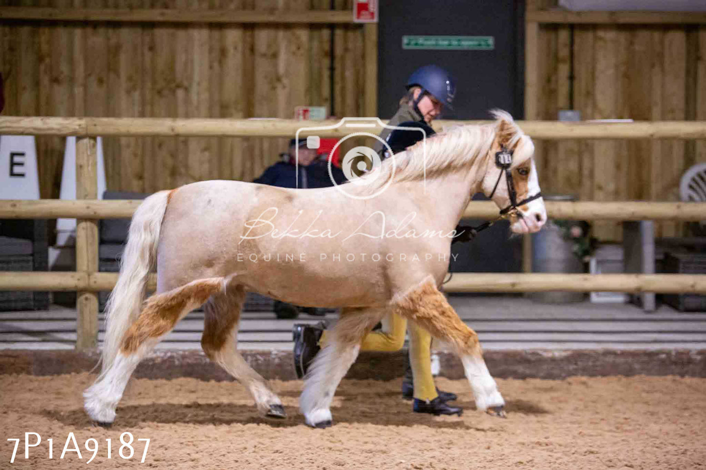 Home Farm Spring Show - Inhand Showing 23rd March 2024 - Part 1