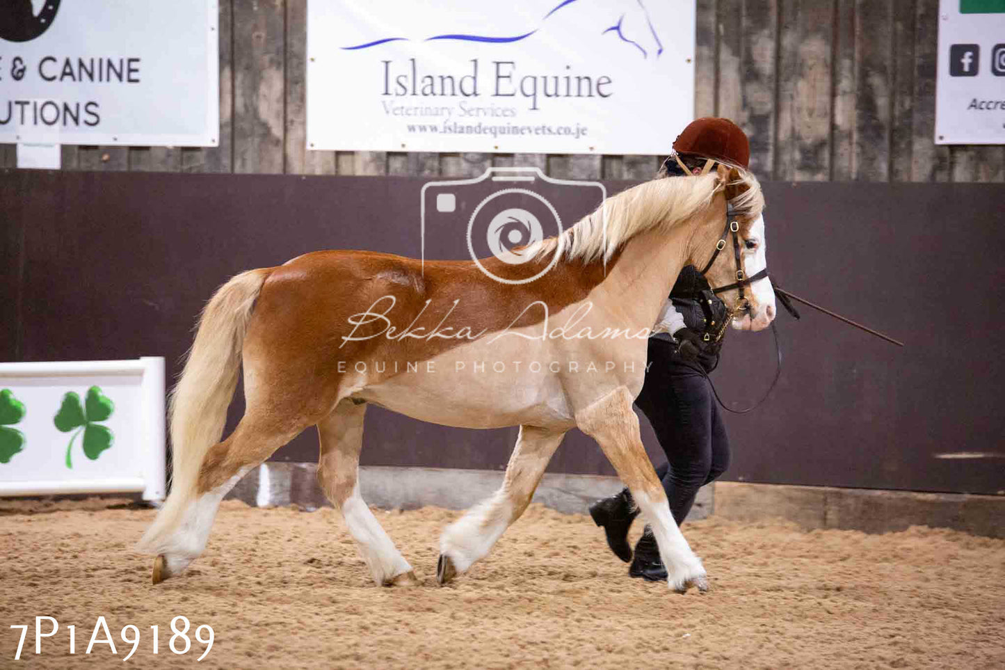 Home Farm Spring Show - Inhand Showing 23rd March 2024 - Part 1