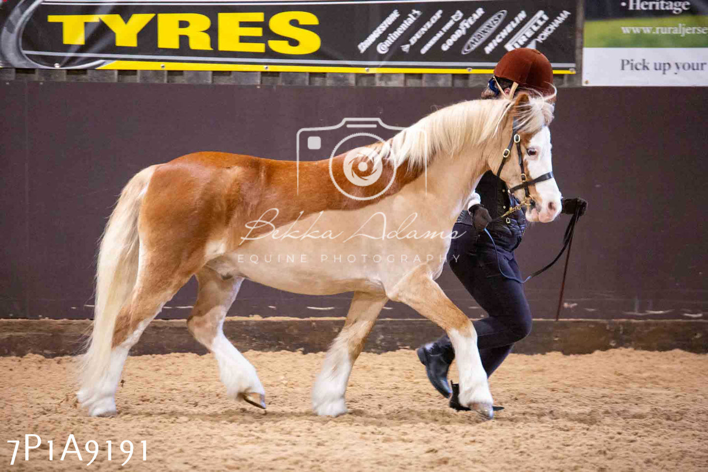 Home Farm Spring Show - Inhand Showing 23rd March 2024 - Part 1