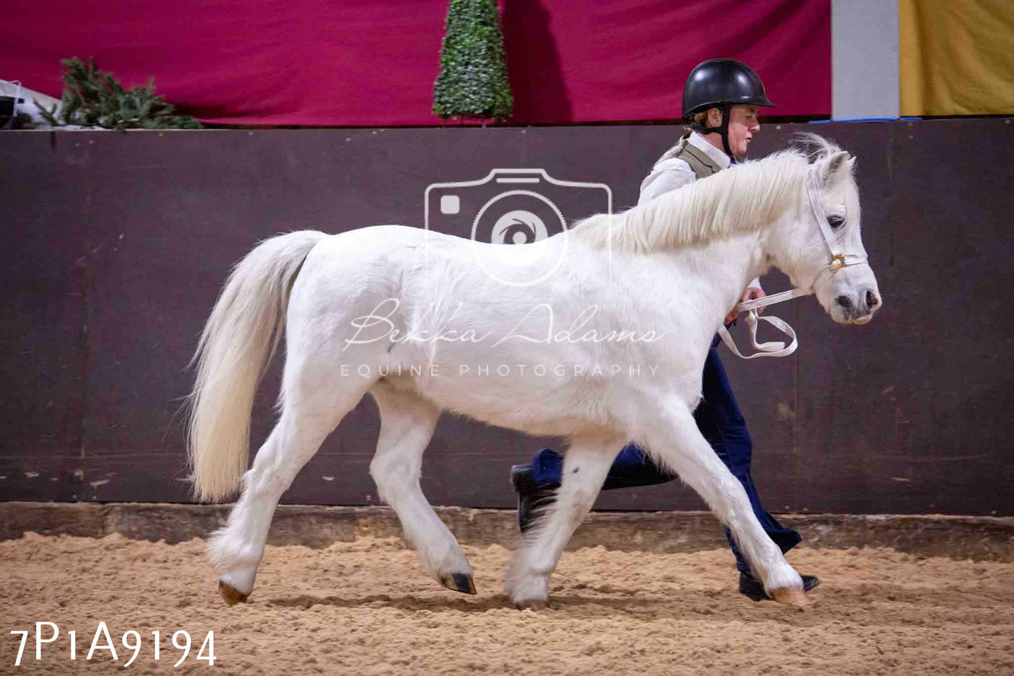 Home Farm Spring Show - Inhand Showing 23rd March 2024 - Part 1