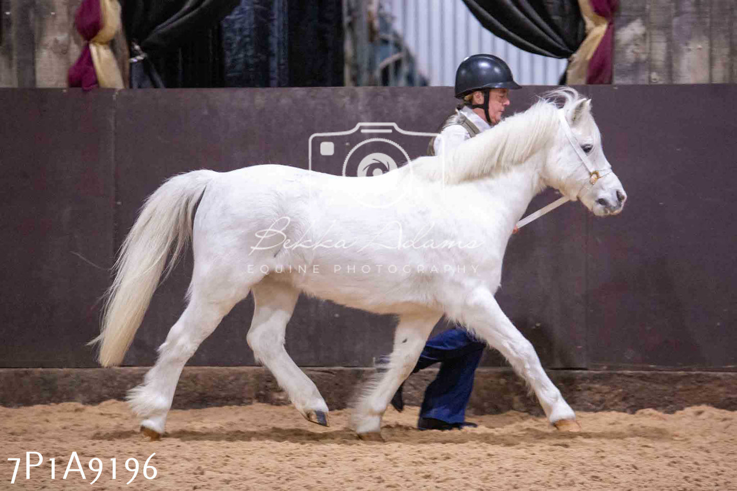 Home Farm Spring Show - Inhand Showing 23rd March 2024 - Part 1