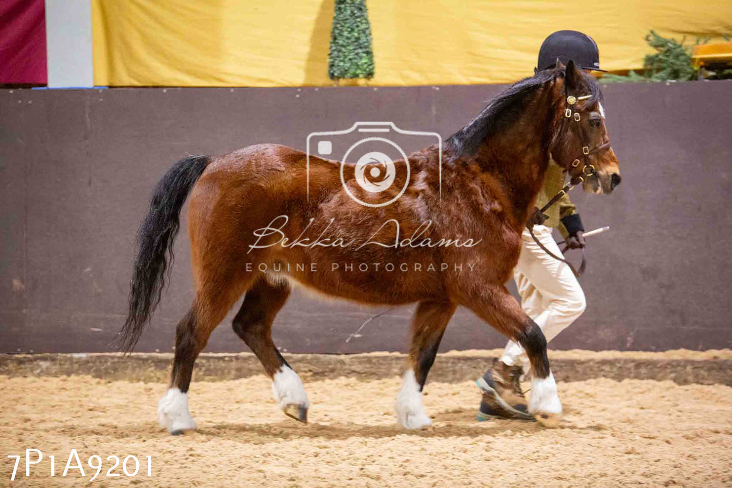 Home Farm Spring Show - Inhand Showing 23rd March 2024 - Part 1