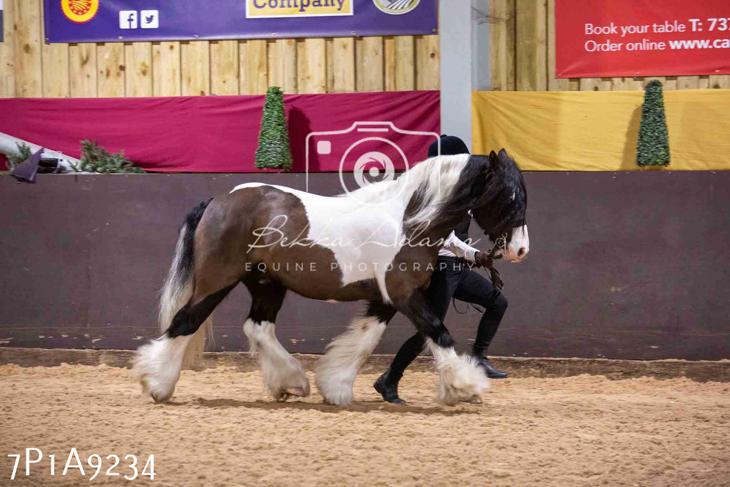 Home Farm Spring Show - Inhand Showing 23rd March 2024 - Part 1