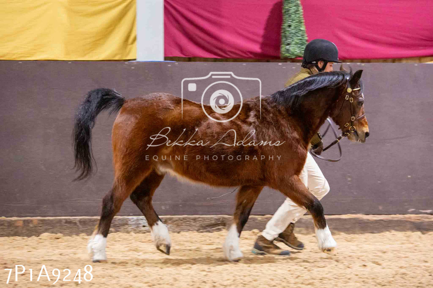 Home Farm Spring Show - Inhand Showing 23rd March 2024 - Part 1