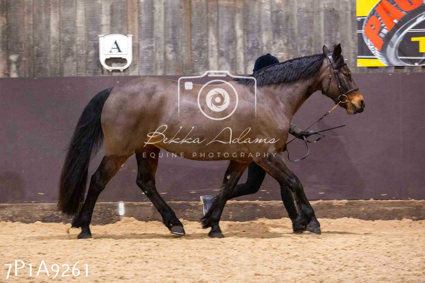 Home Farm Spring Show - Inhand Showing 23rd March 2024 - Part 1