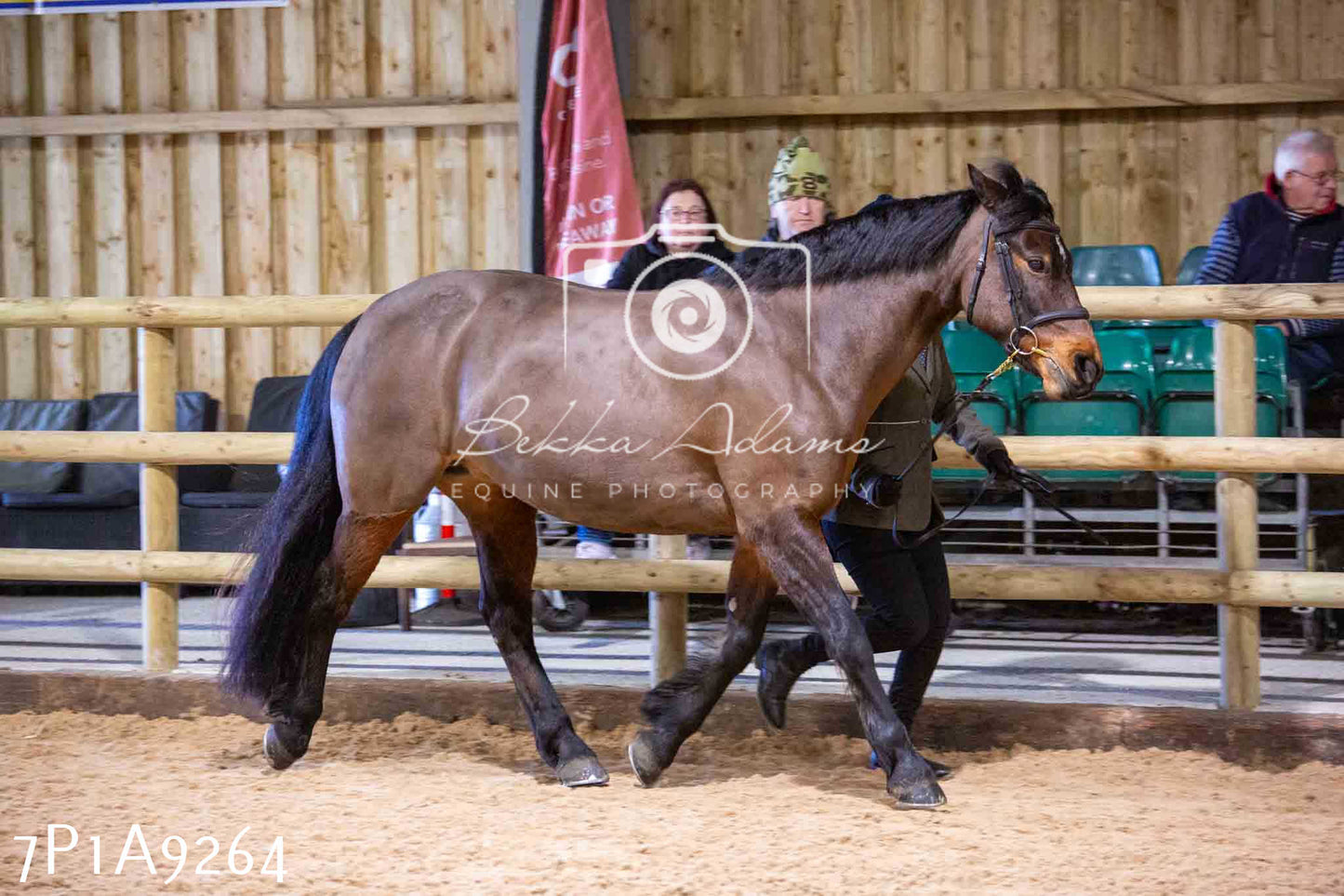 Home Farm Spring Show - Inhand Showing 23rd March 2024 - Part 1