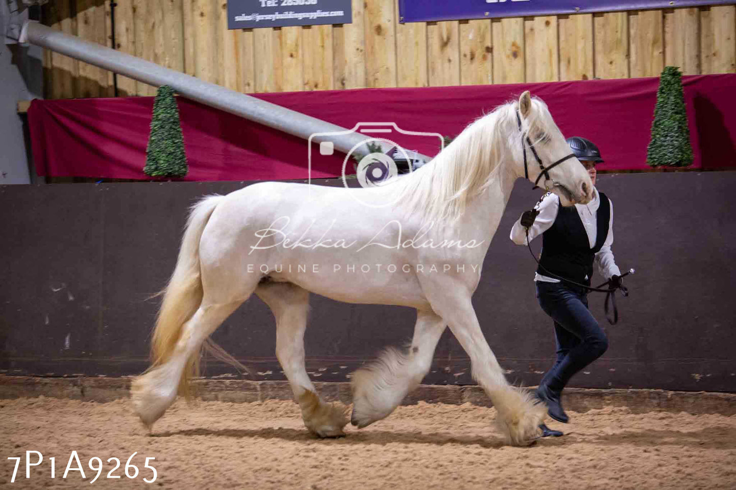 Home Farm Spring Show - Inhand Showing 23rd March 2024 - Part 1