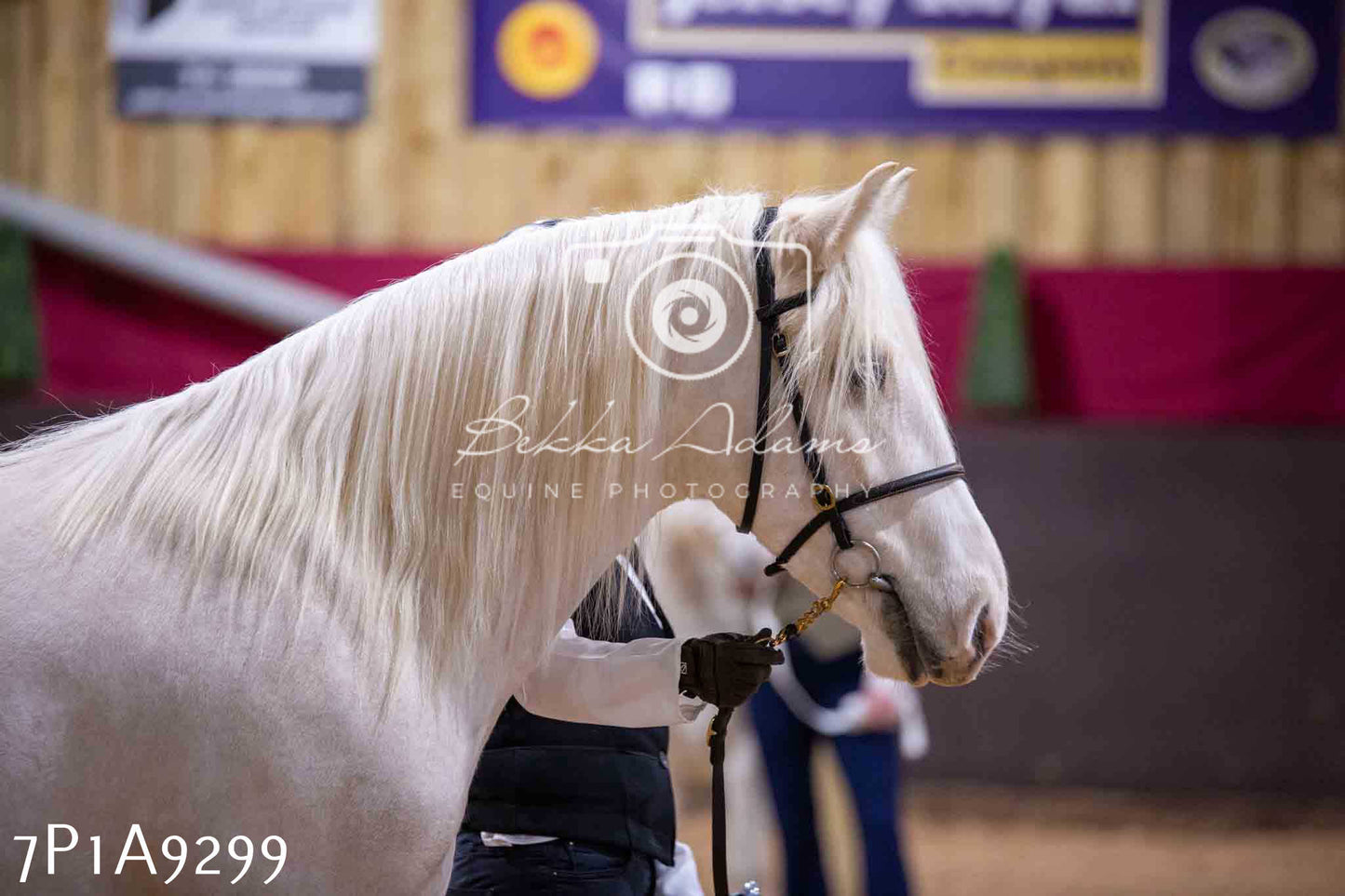 Home Farm Spring Show - Inhand Showing 23rd March 2024 - Part 1
