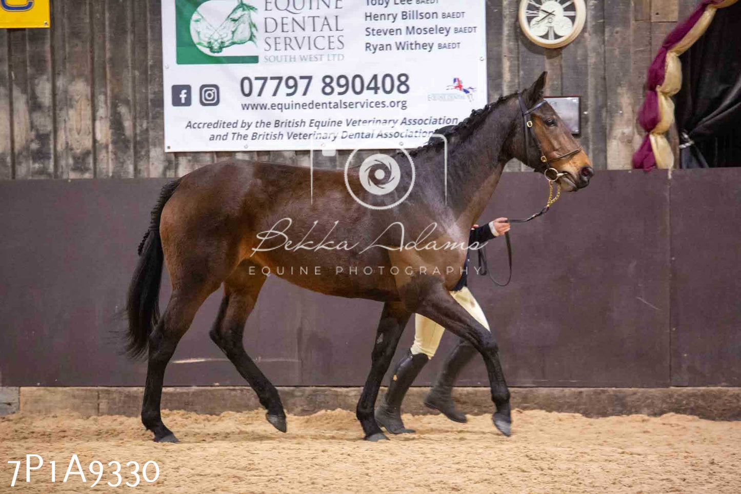 Home Farm Spring Show - Inhand Showing 23rd March 2024 - Part 1