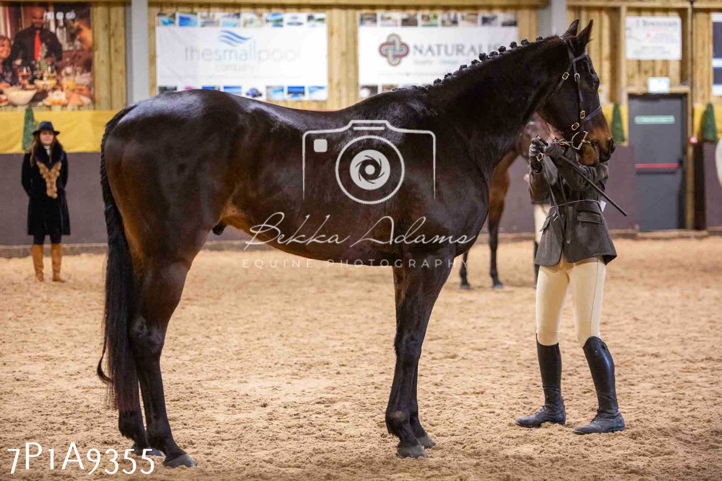 Home Farm Spring Show - Inhand Showing 23rd March 2024 - Part 1
