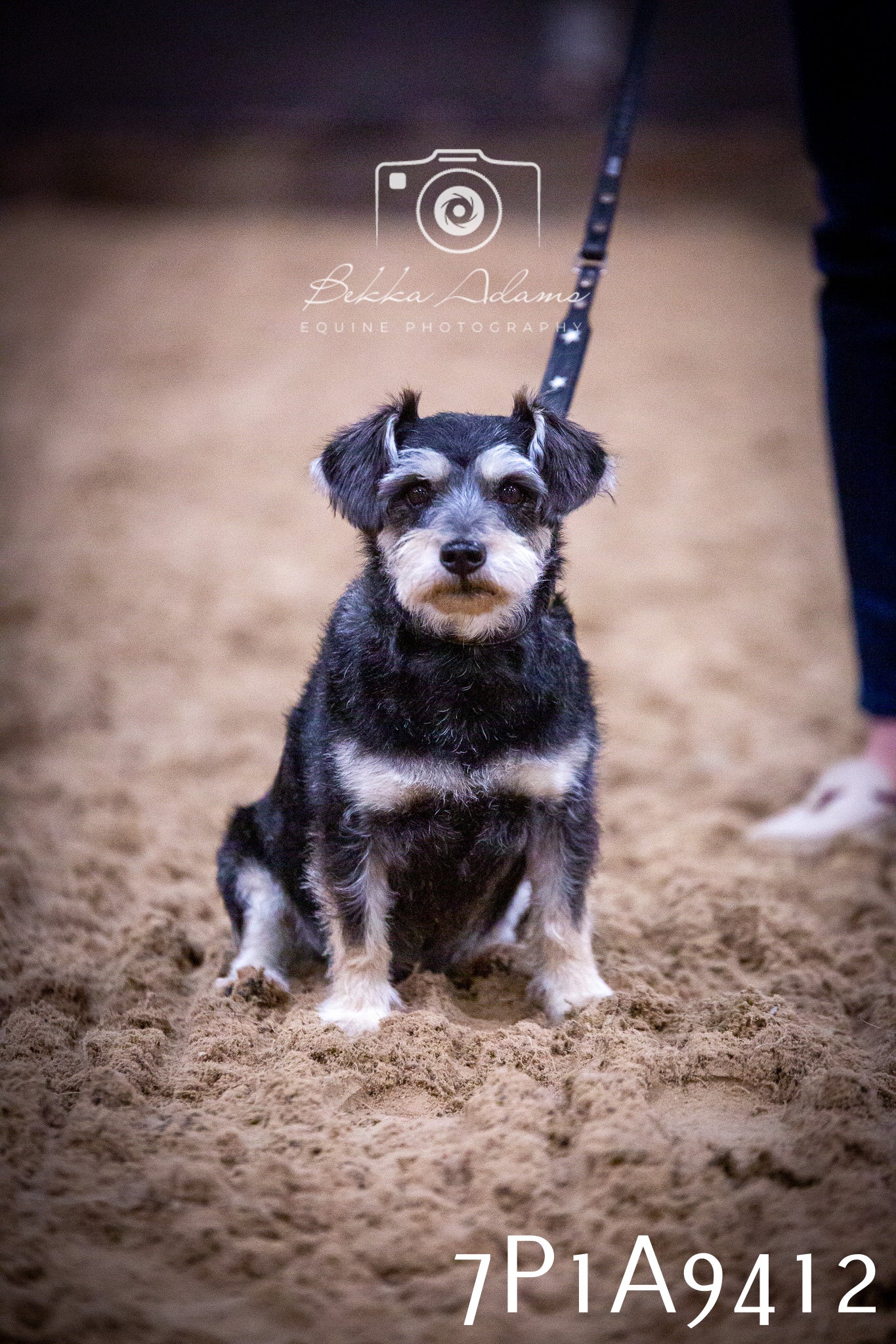 JHOYS 2025 - Dog Show - 12th September