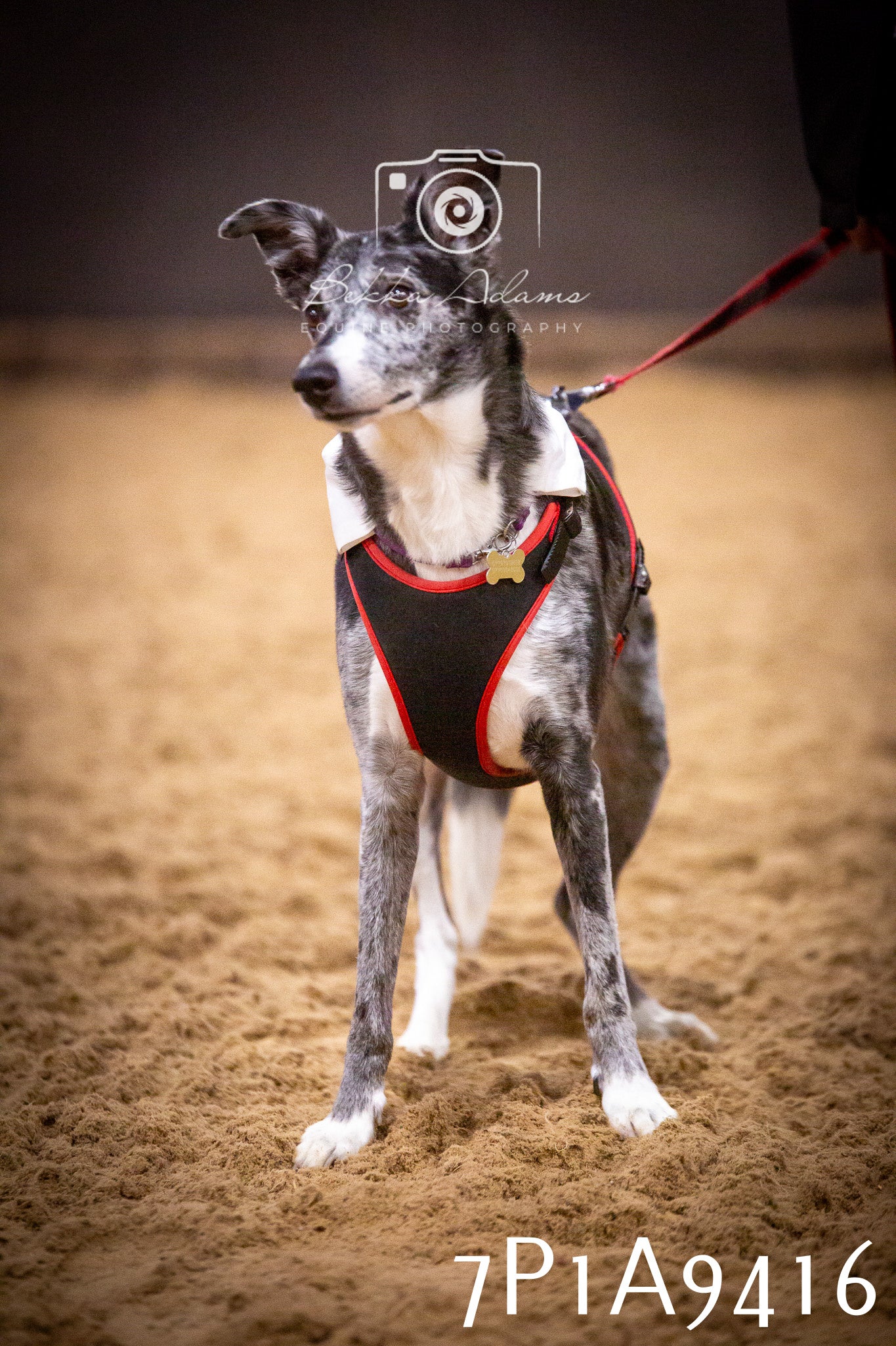 JHOYS 2025 - Dog Show - 12th September