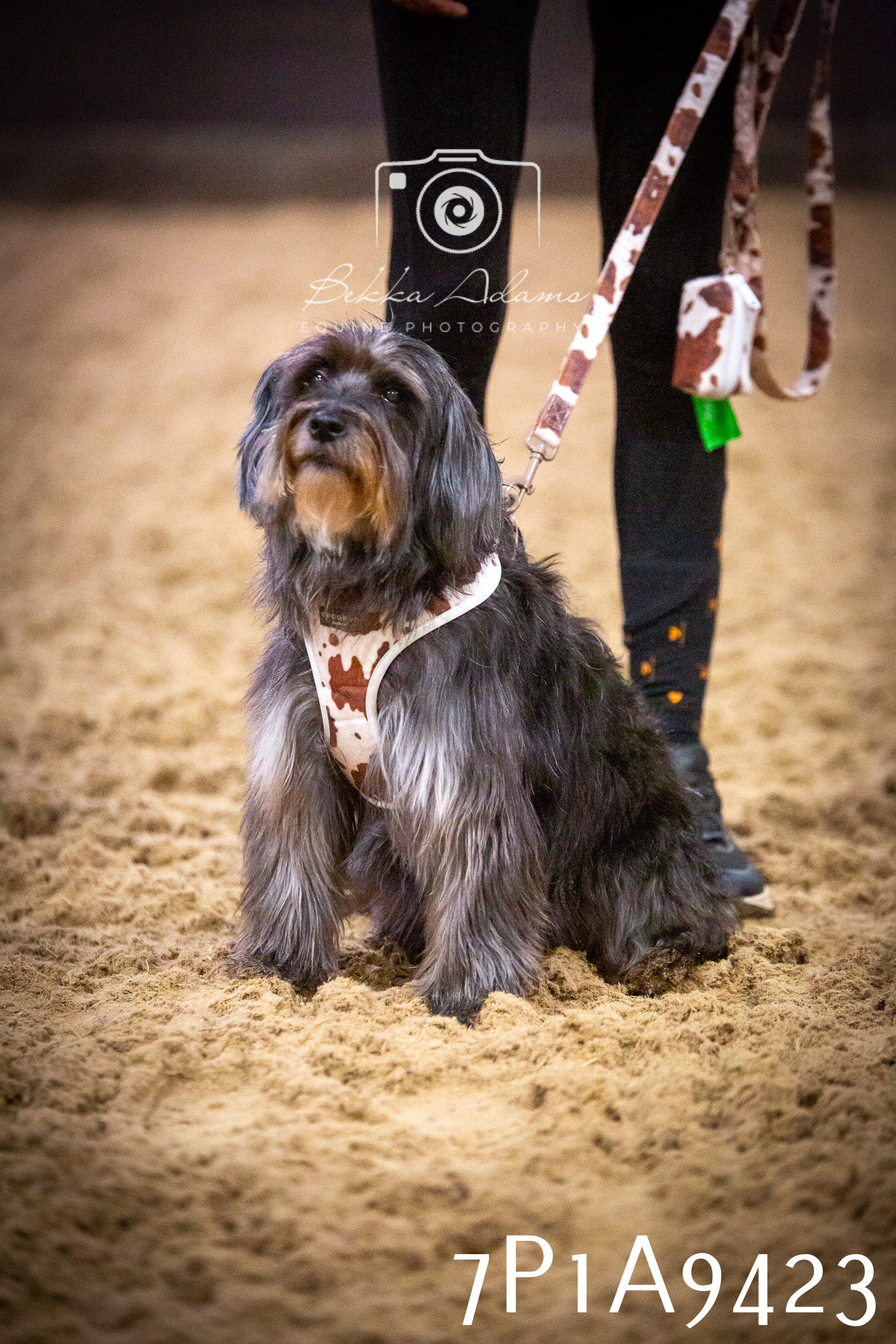 JHOYS 2025 - Dog Show - 12th September