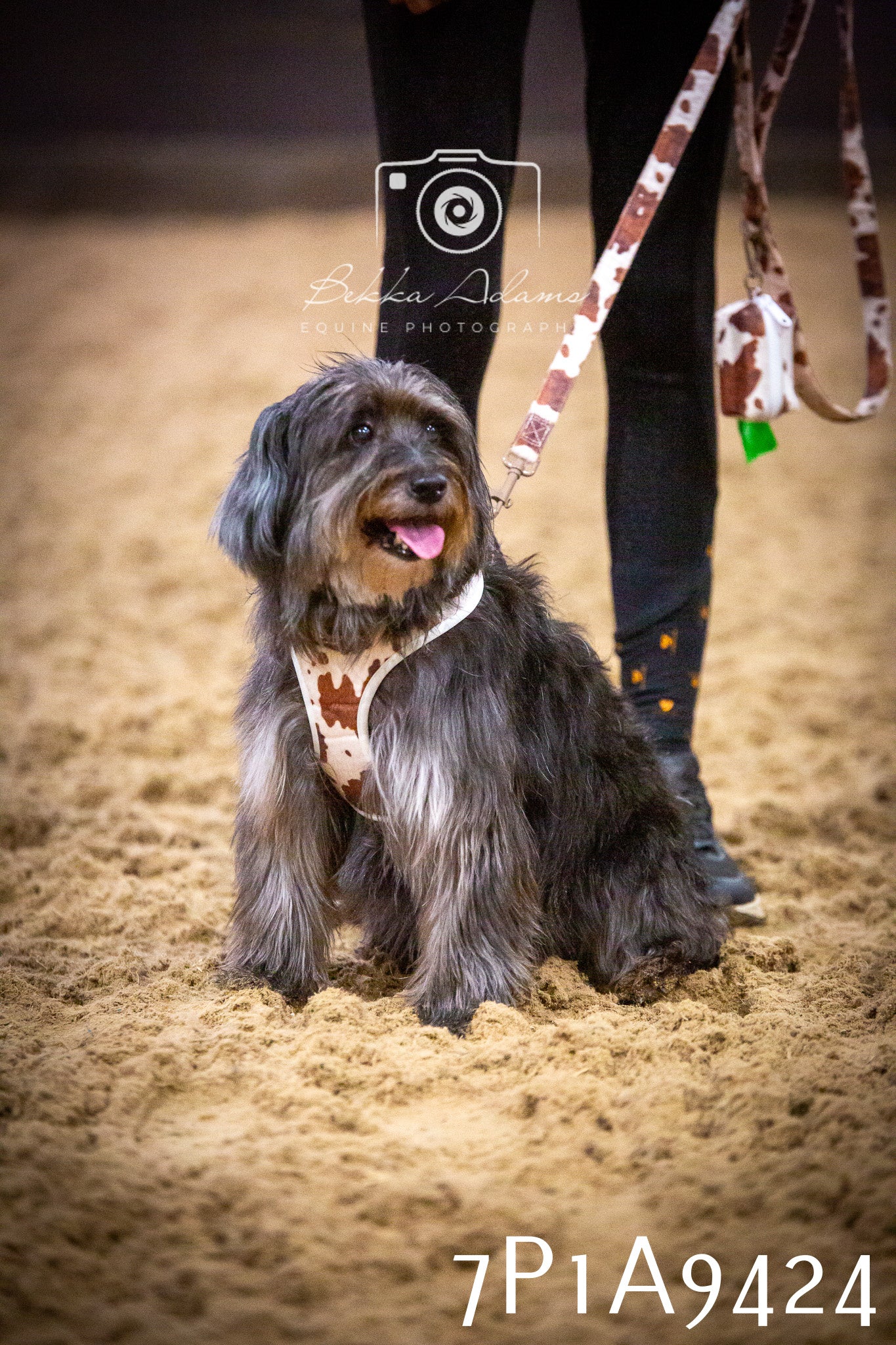 JHOYS 2025 - Dog Show - 12th September