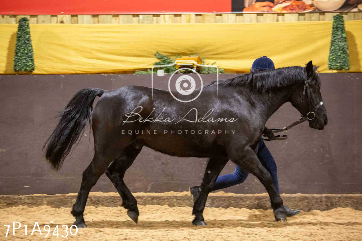 Home Farm Spring Show - Inhand Showing 23rd March 2024 - Part 1