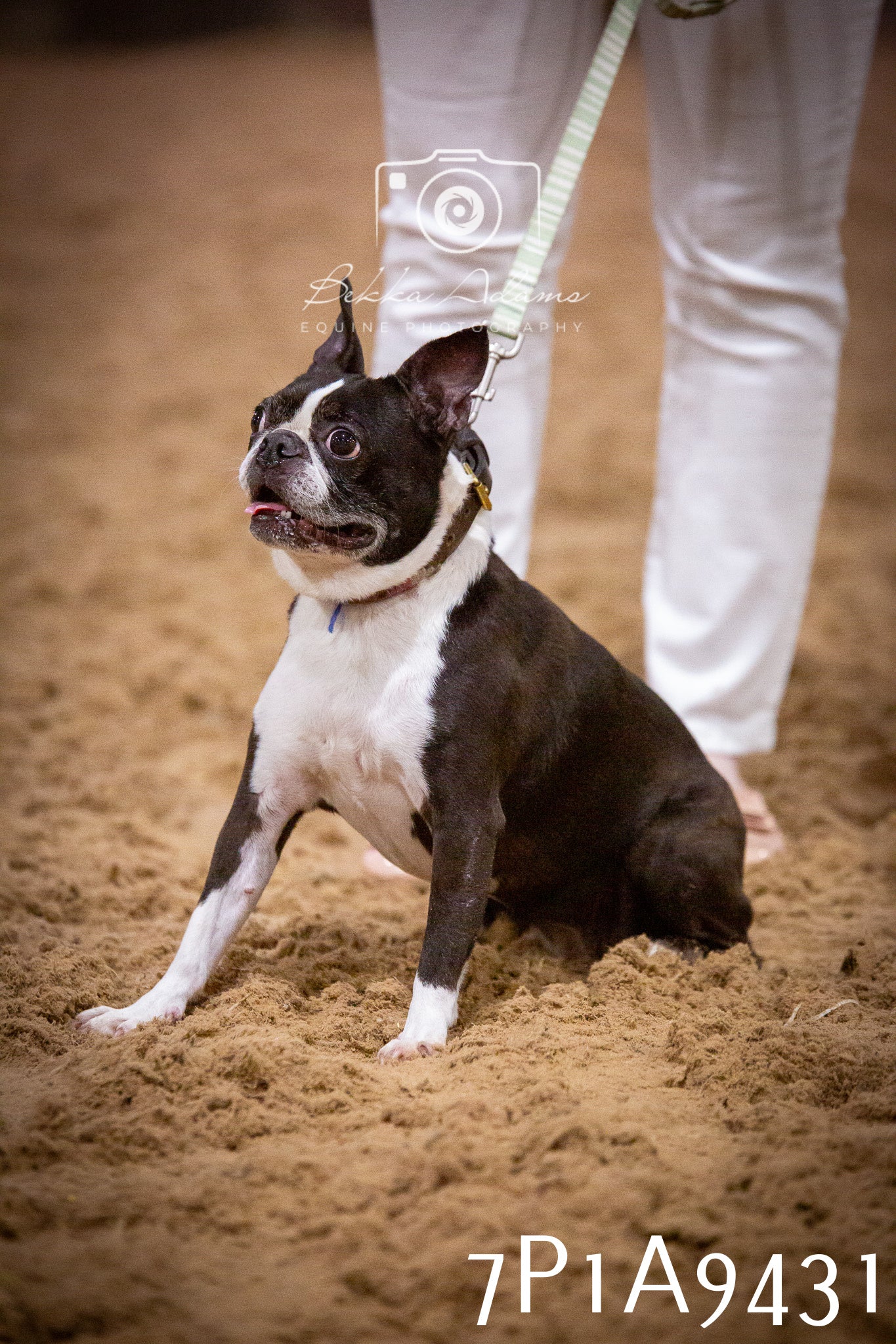 JHOYS 2025 - Dog Show - 12th September