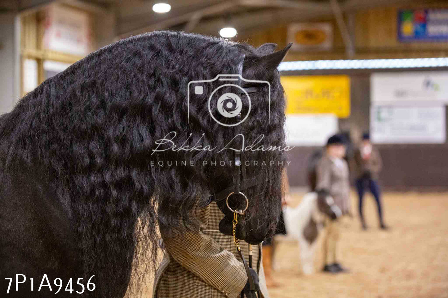 Home Farm Spring Show - Inhand Showing 23rd March 2024 - Part 1
