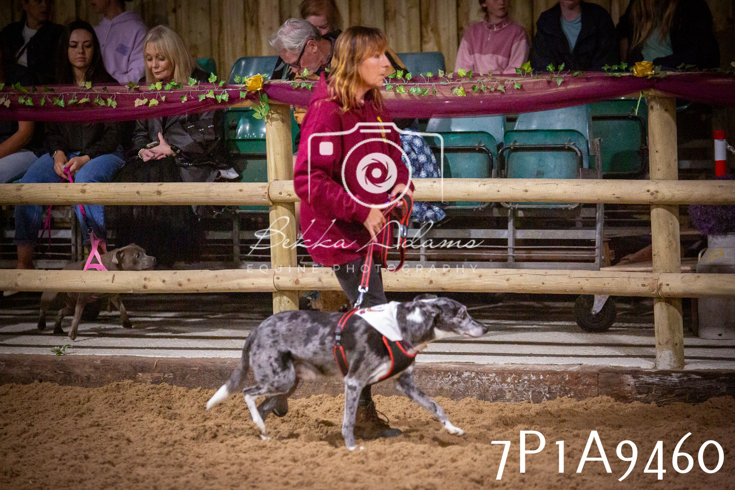 JHOYS 2025 - Dog Show - 12th September