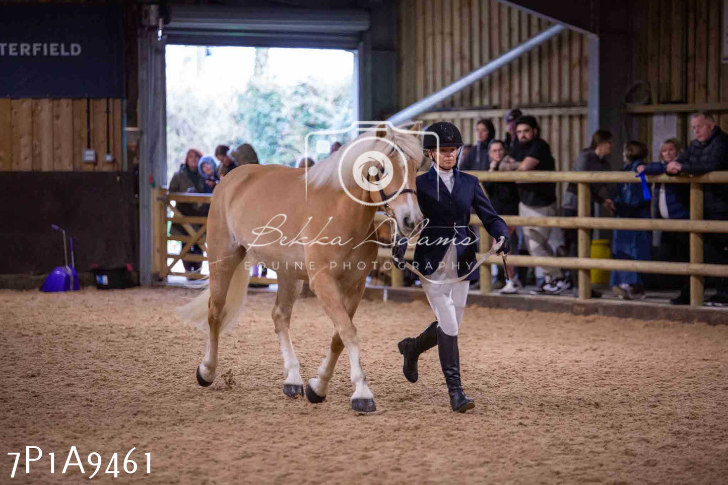 Home Farm Spring Show - Inhand Showing 23rd March 2024 - Part 1