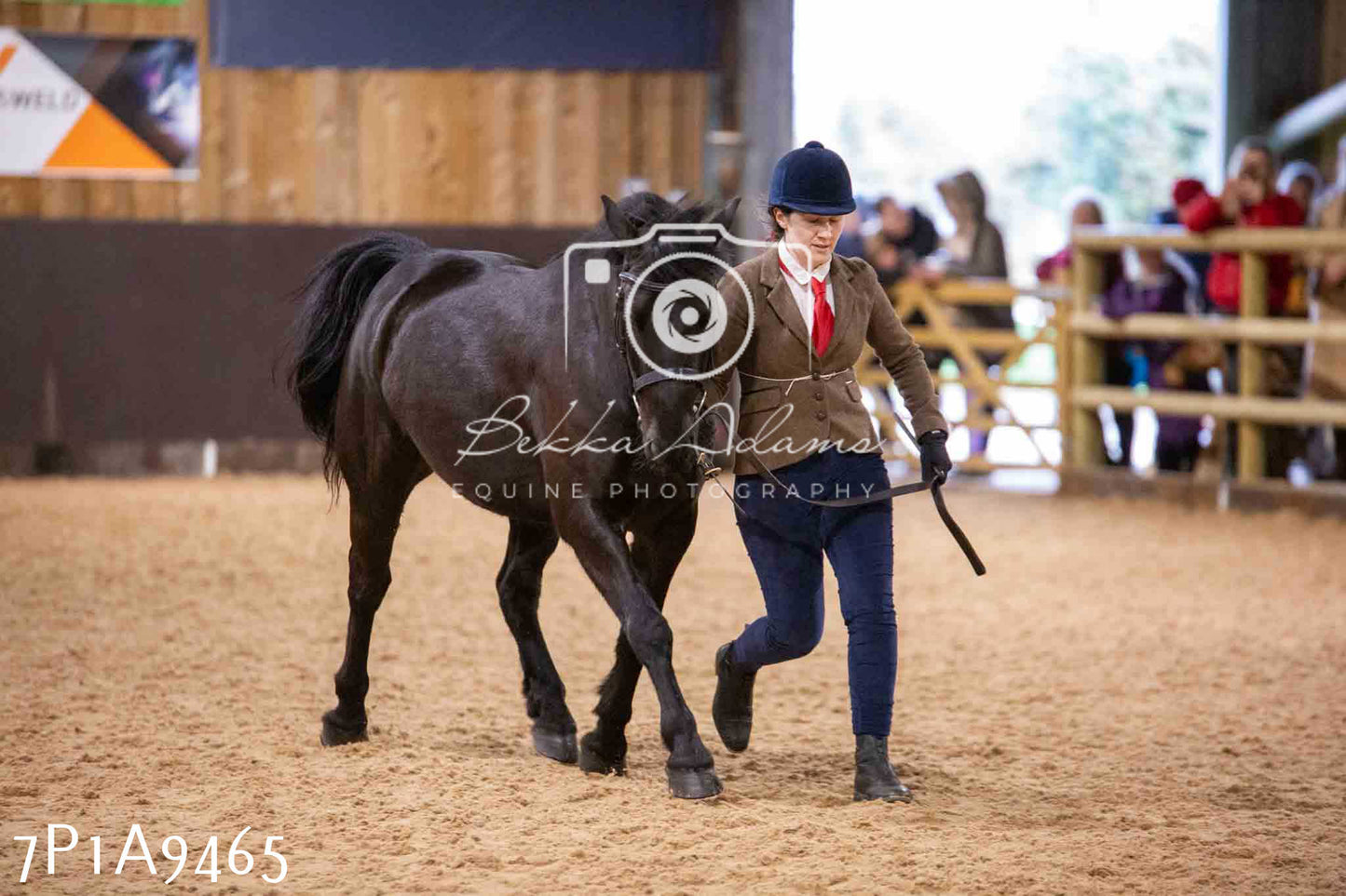 Home Farm Spring Show - Inhand Showing 23rd March 2024 - Part 1