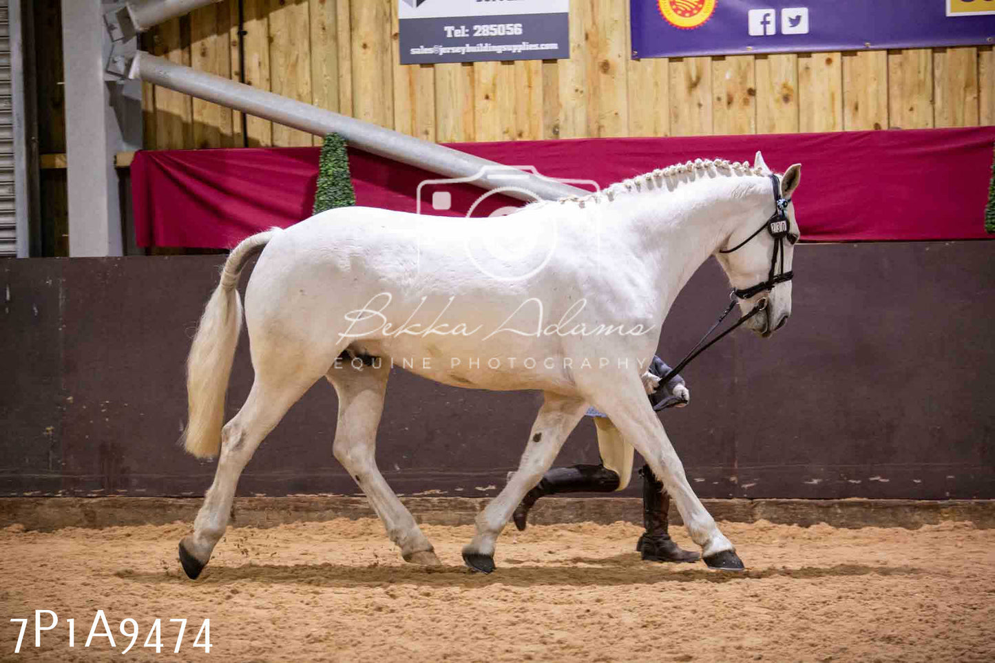 Home Farm Spring Show - Inhand Showing 23rd March 2024 - Part 2